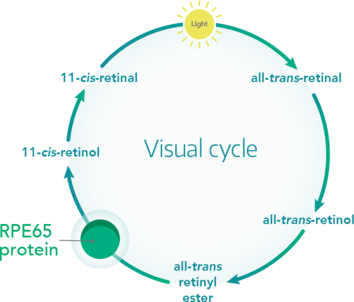 The cycle of being. Ген rpe65. Препарат Luxturna. Rpe65. Spark Luxturna.