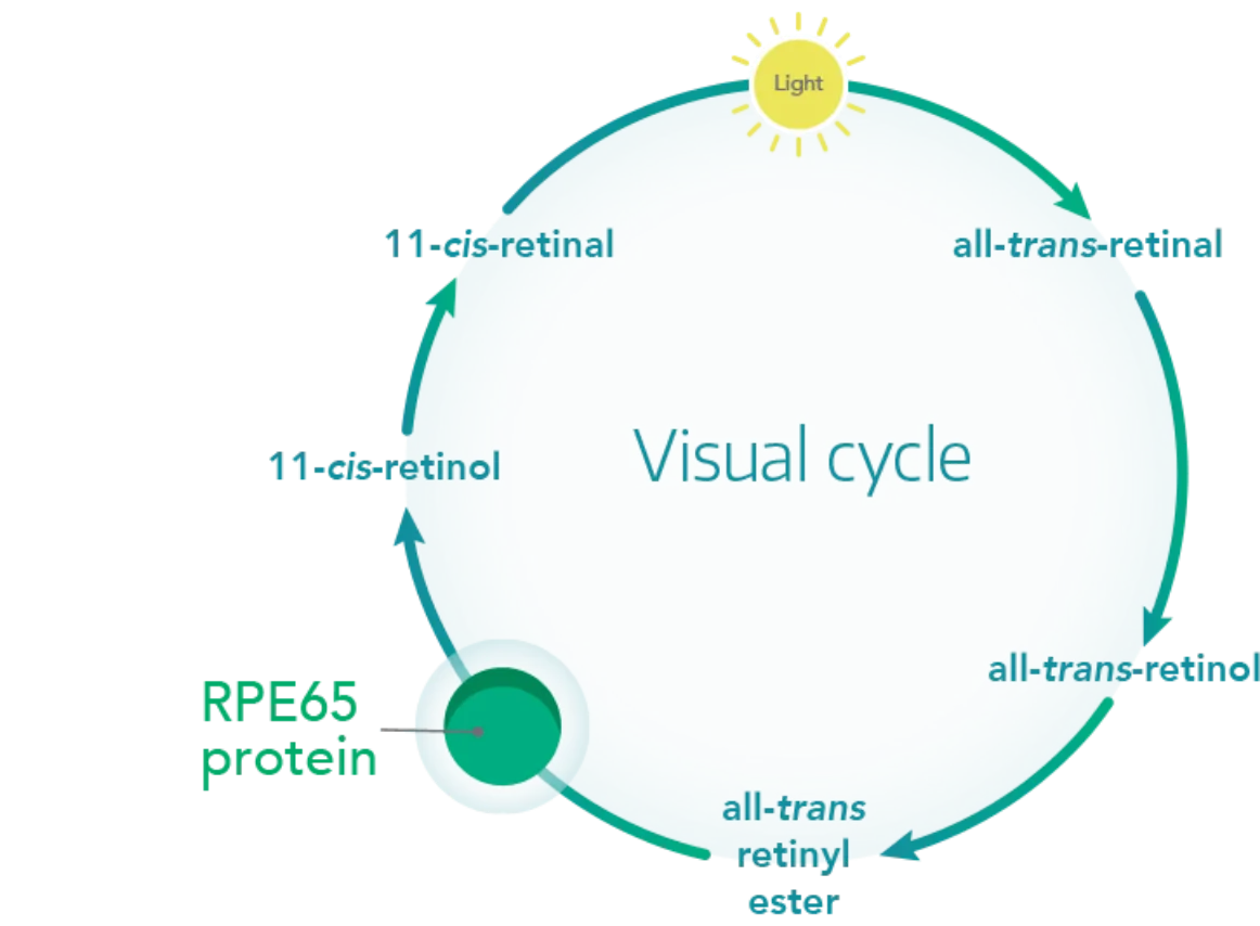Restoring the visual cycle