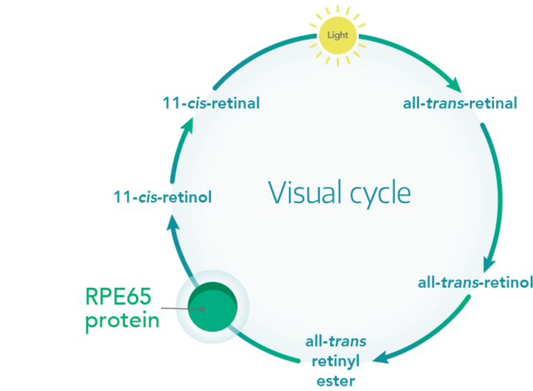 LUXTURNA® Mode of Action | LUXTURNA® HCP